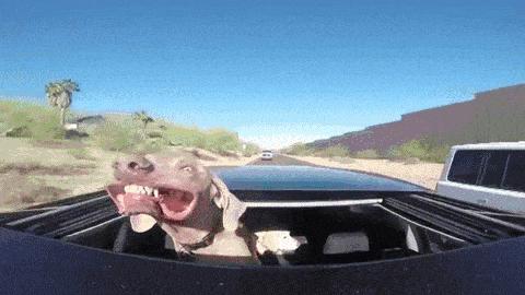 记住我翻译成英文,sorrymyenglishispoor