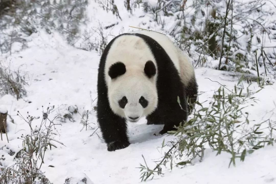 【荐读】熊猫：萌啥子哟，我是要雄起！