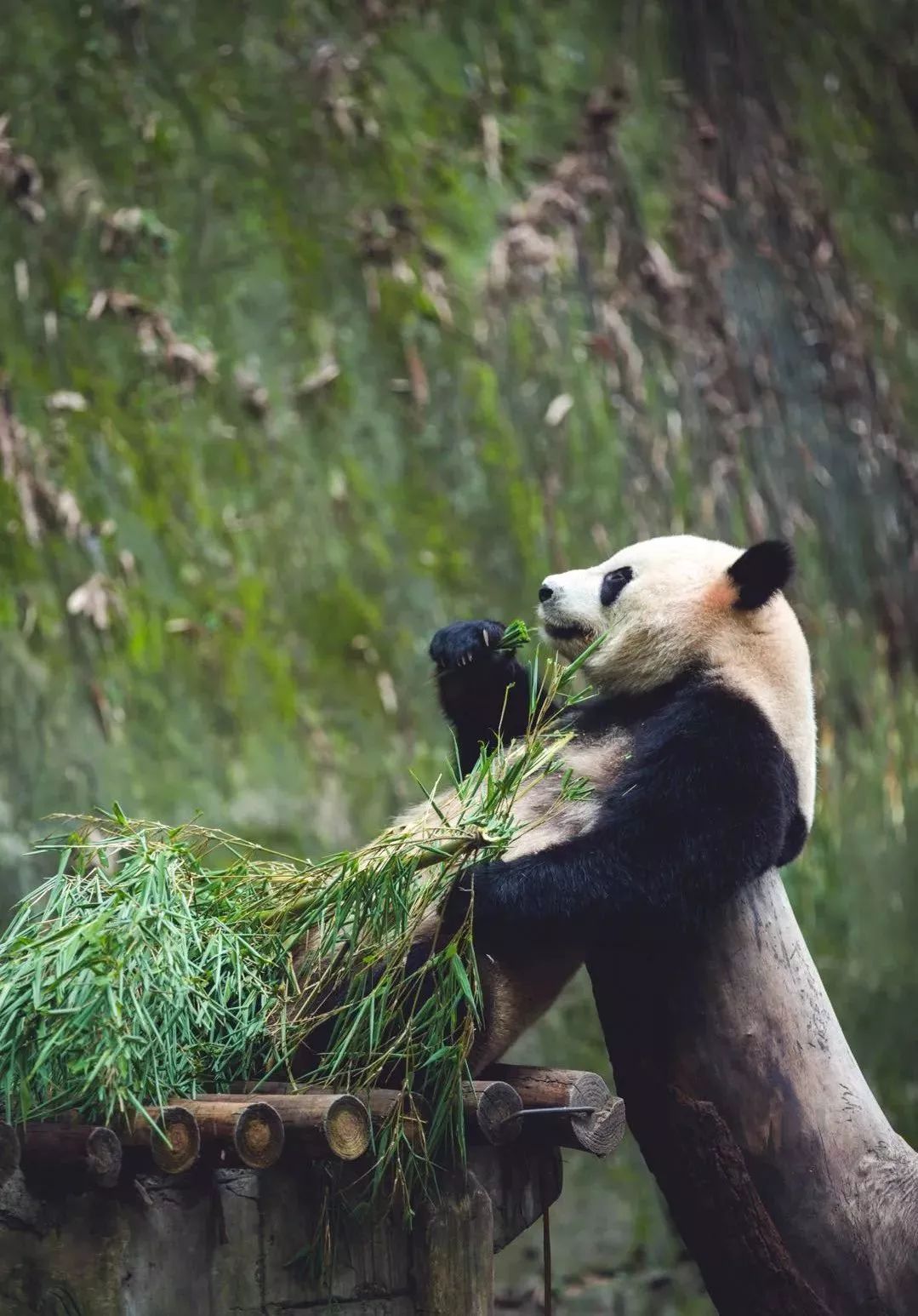 【荐读】熊猫：萌啥子哟，我是要雄起！