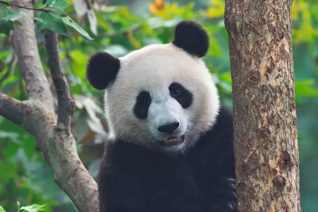 【荐读】熊猫：萌啥子哟，我是要雄起！