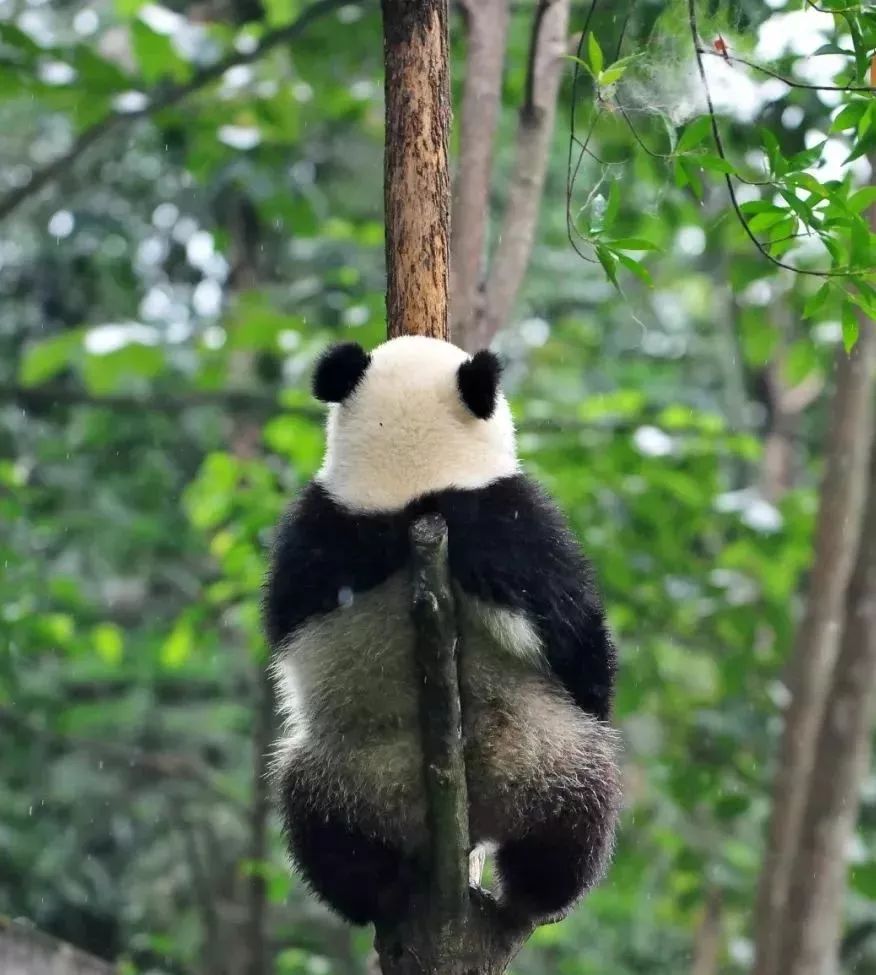 【荐读】熊猫:萌啥子哟,我是要雄起!