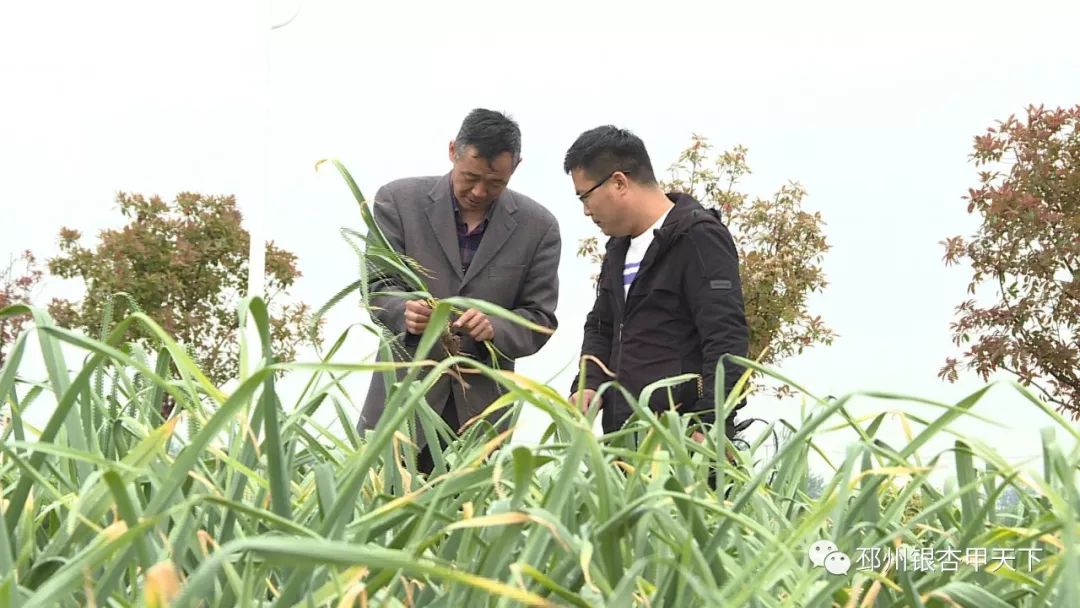 宿羊山10万亩蒜苔迎来采摘季，今年价格翻了好几番！