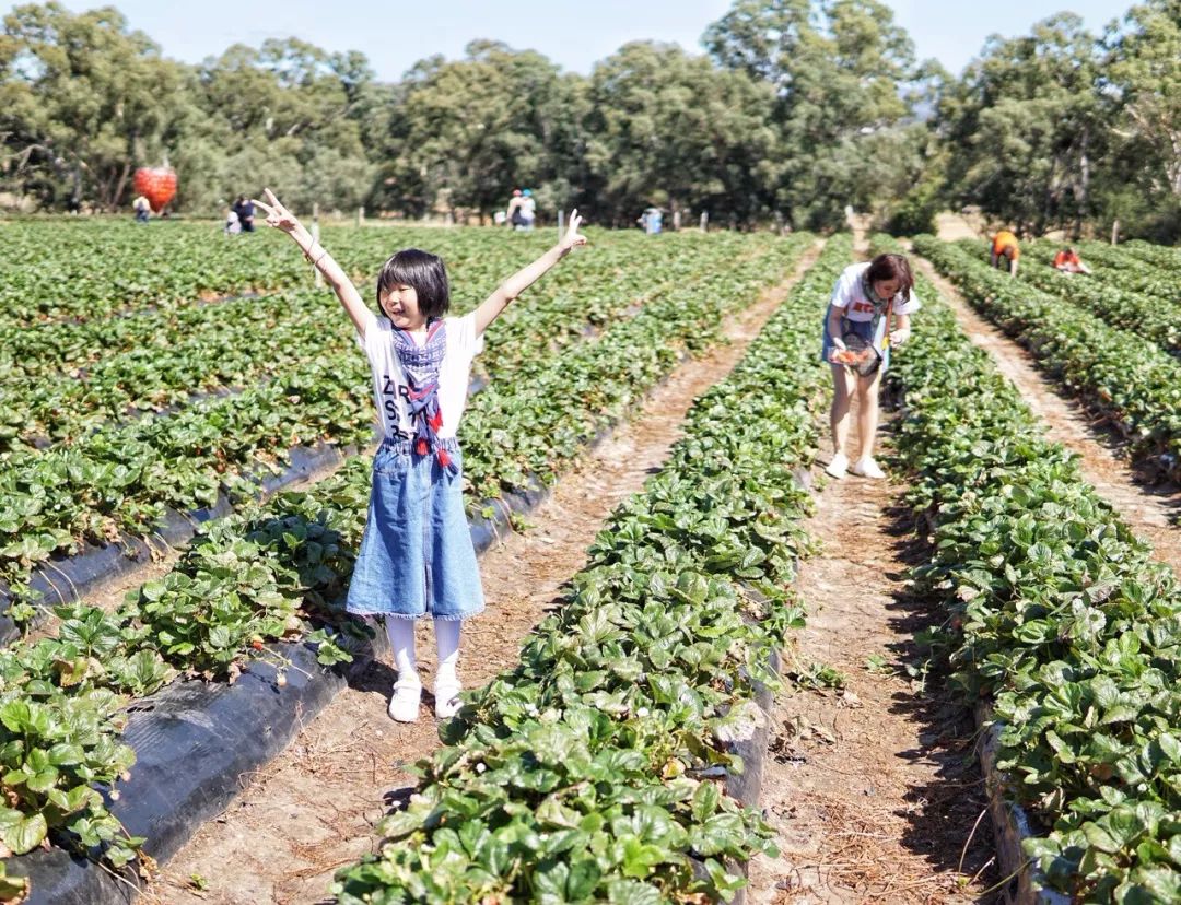 澳洲旅行需要带什么,澳洲旅行买什么保险好