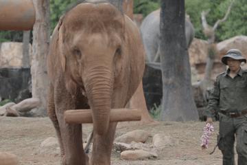 去处｜你真的知道怎么玩转上海野生动物园吗？最全指南在这里！