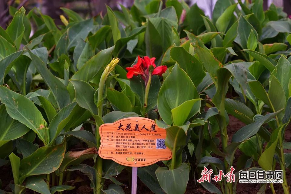 世园会甘肃园美丽的丝路画卷,飞天舞蹈表演甘肃