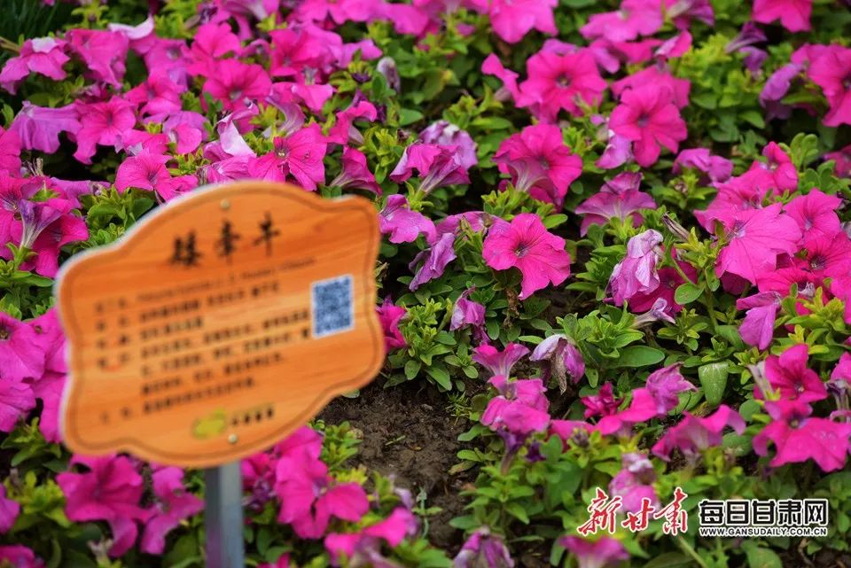 世园会甘肃园美丽的丝路画卷,飞天舞蹈表演甘肃