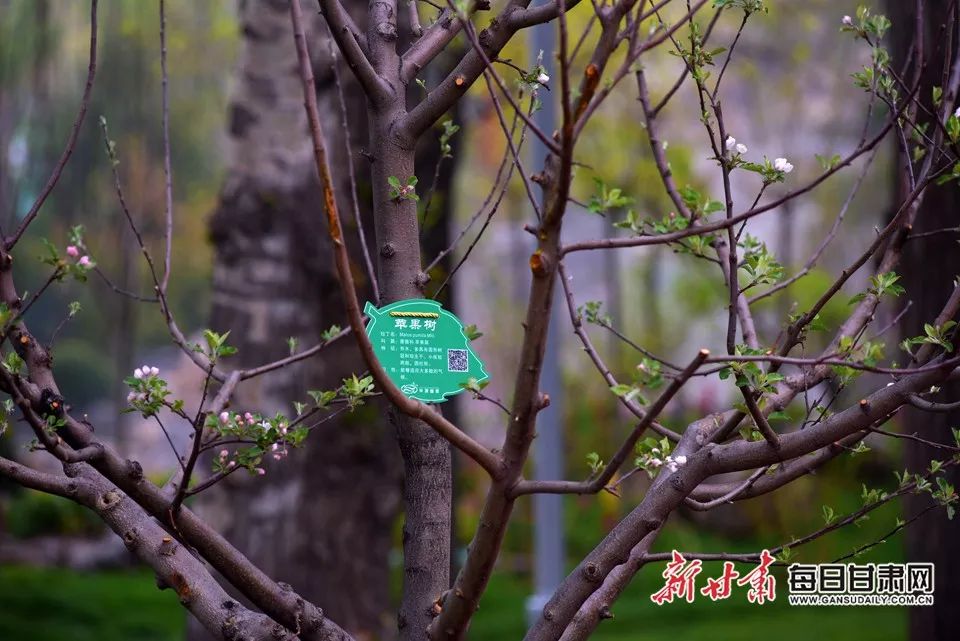 世园会甘肃园美丽的丝路画卷,飞天舞蹈表演甘肃