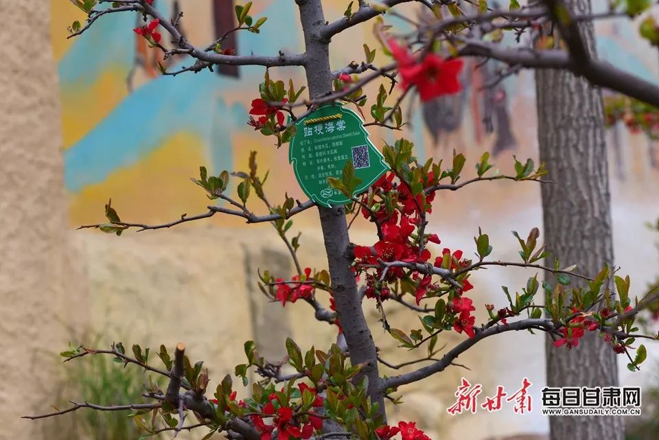 世园会甘肃园美丽的丝路画卷,飞天舞蹈表演甘肃