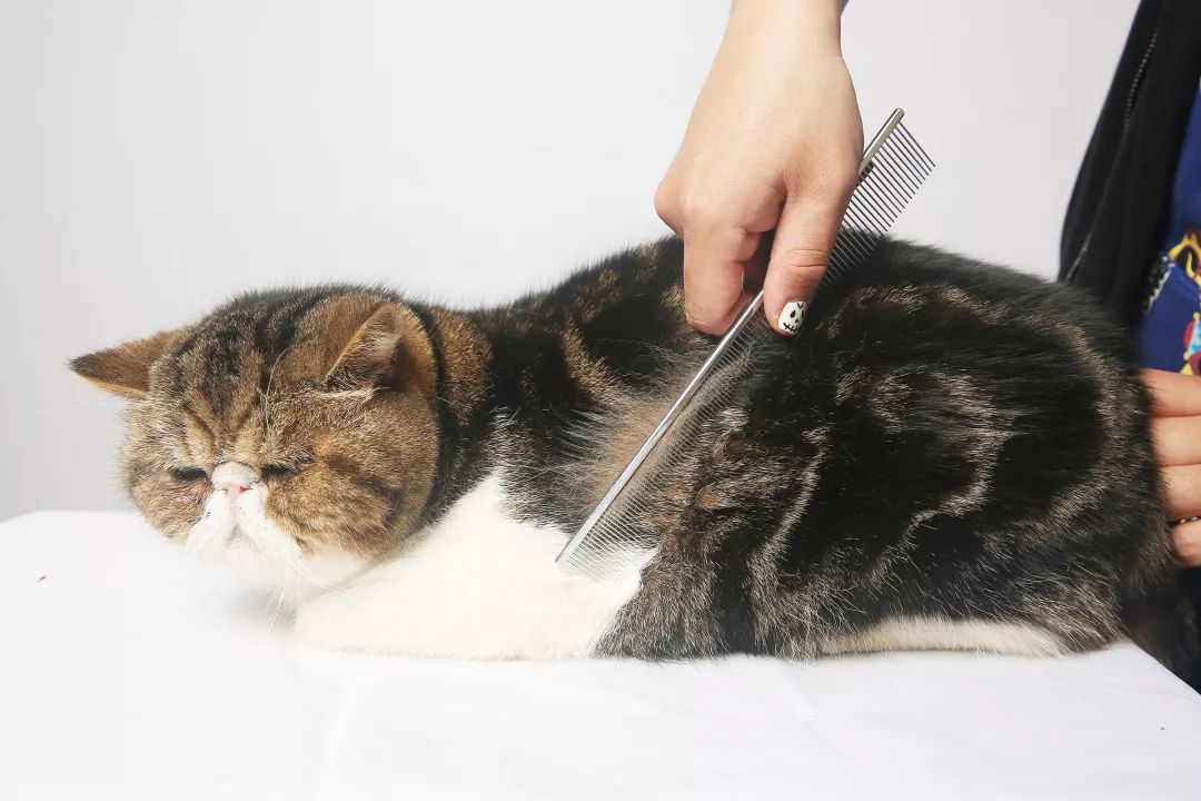 猫咪洗澡水温多少度,猫咪洗澡的正确方法