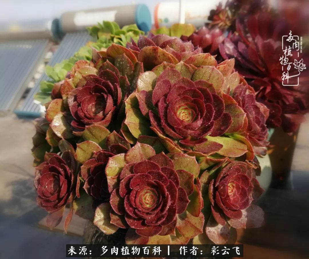 爱春天,爱阳光,爱法师!让我们一起跳法师坑吧!