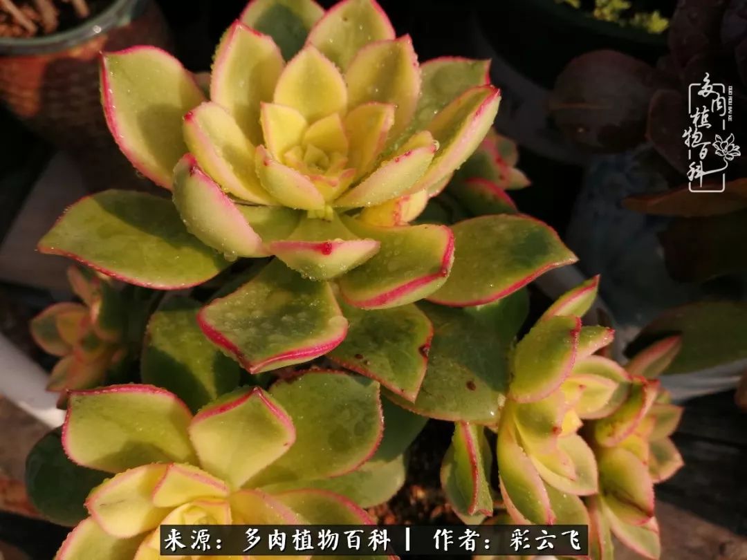 爱春天,爱阳光,爱法师!让我们一起跳法师坑吧!