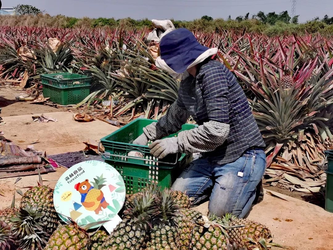 为了给你这个春天最好的凤梨，我们亲自去了高雄田间…