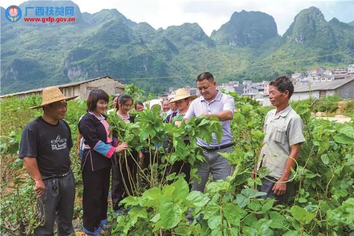 桂字号特色产品宣传语,桂字号产品