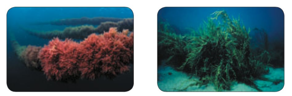 澳洲十大必买精华,新西兰眼部精华价格