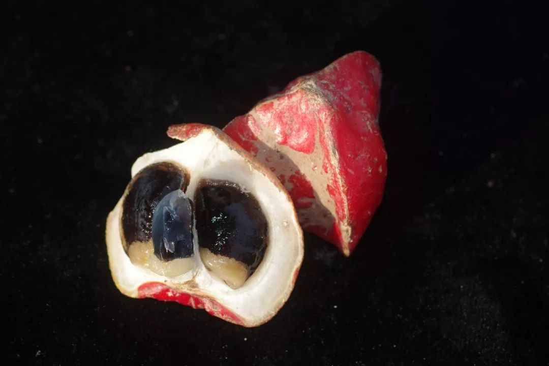 喜欢吃榴莲的人有钱,真正爱吃水果的人