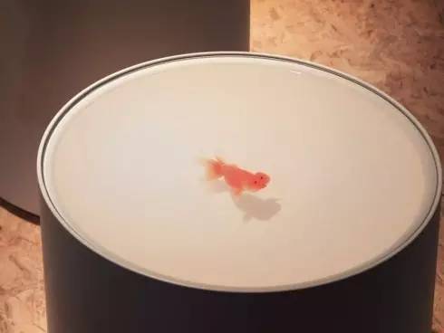 哈哈哈哈，这设计也太逼真了吧！