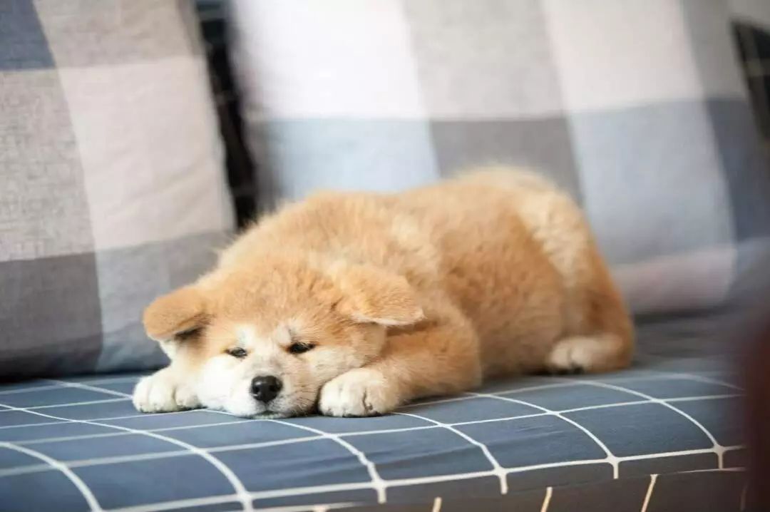 换季怎么预防狗狗得病,狗狗感冒有什么症状和治疗方法