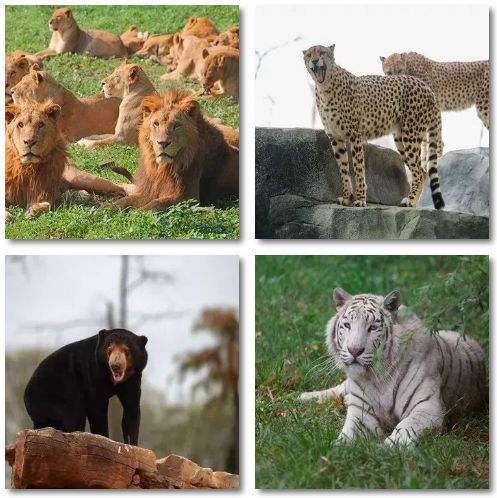 去处｜你真的知道怎么玩转上海野生动物园吗？最全指南在这里！