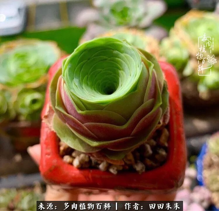 玫小青,7月份了山地玫瑰该怎么养