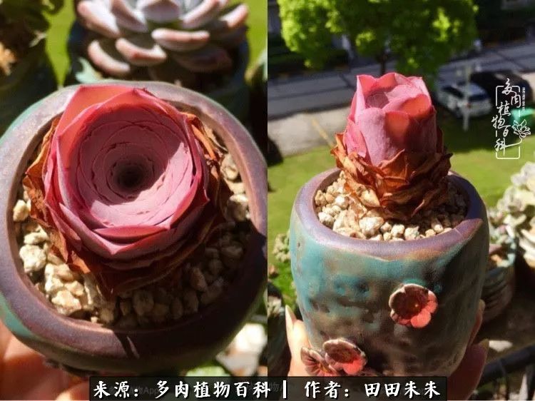 玫小青,7月份了山地玫瑰该怎么养