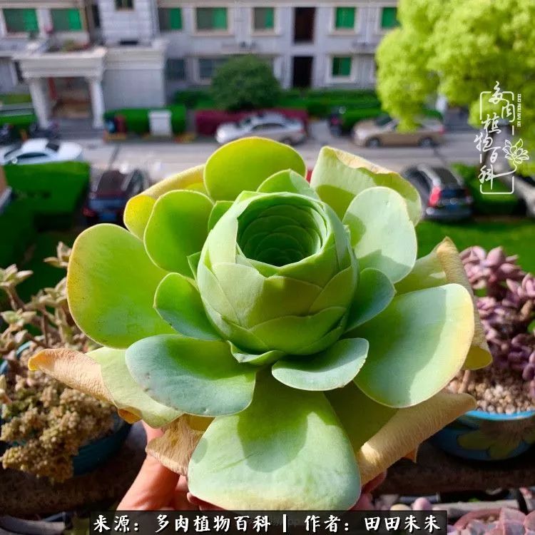 玫小青,7月份了山地玫瑰该怎么养