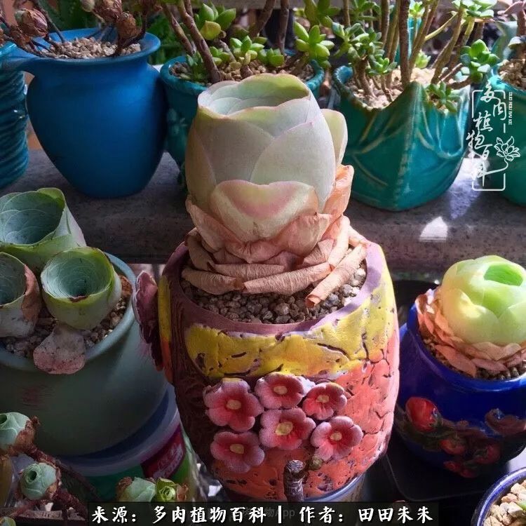 玫小青,7月份了山地玫瑰该怎么养