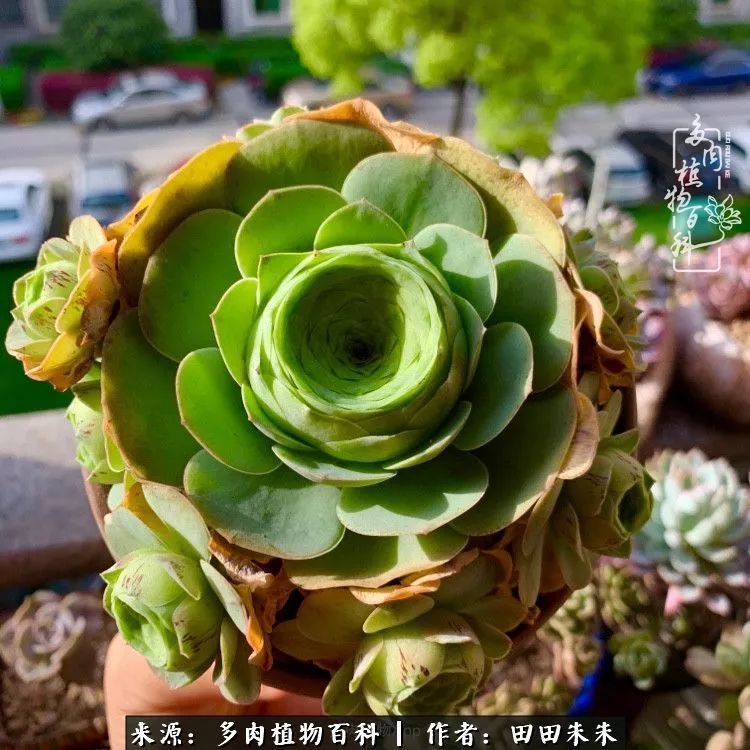 山地玫瑰爆侧芽要怎样养护,适合新手养的山地玫瑰