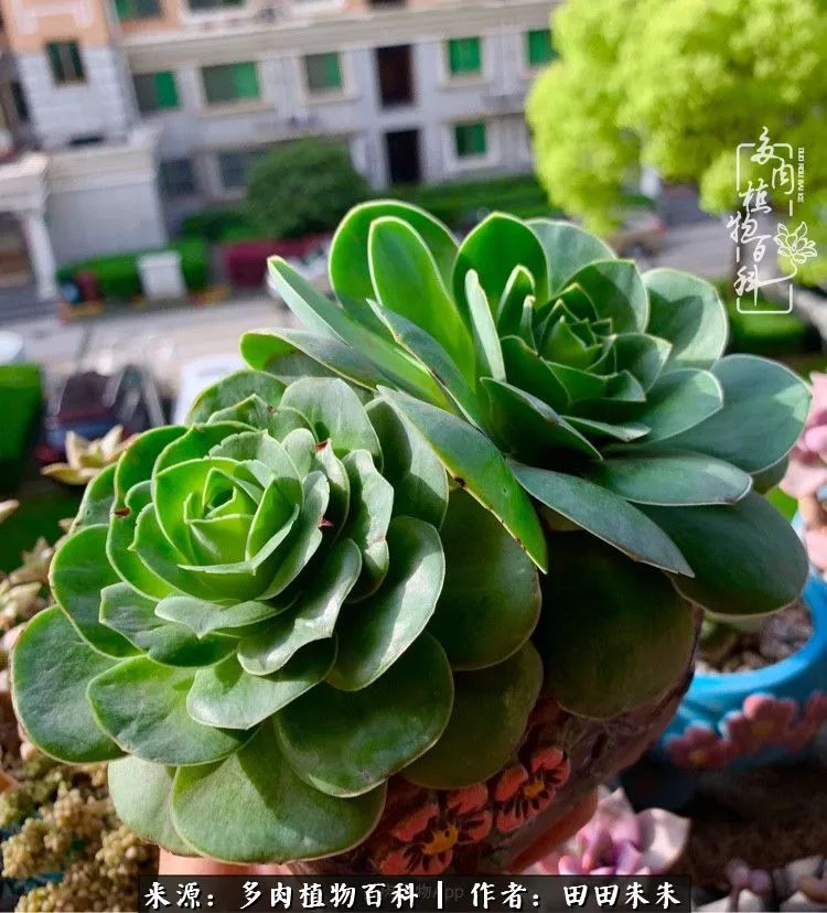 玫小青,7月份了山地玫瑰该怎么养