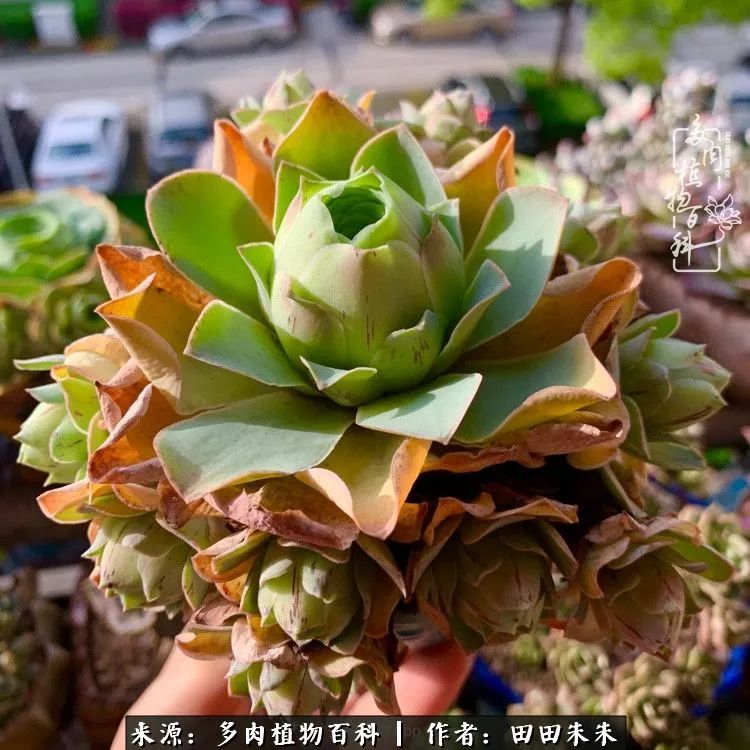 玫小青,7月份了山地玫瑰该怎么养