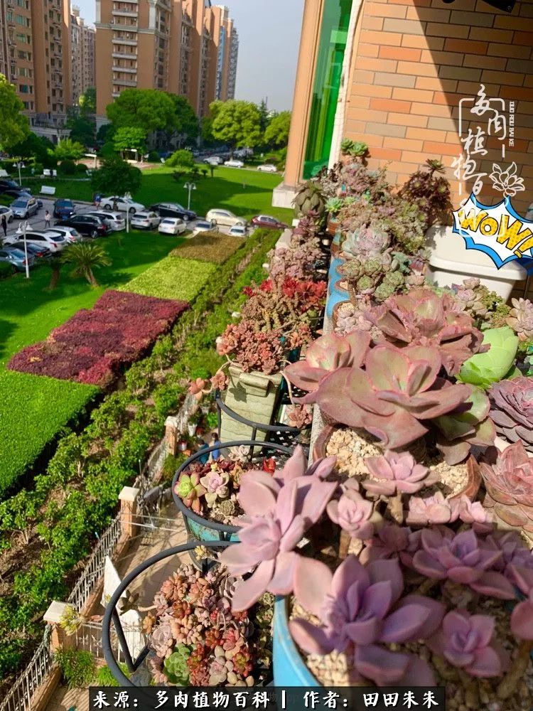 玫小青,7月份了山地玫瑰该怎么养