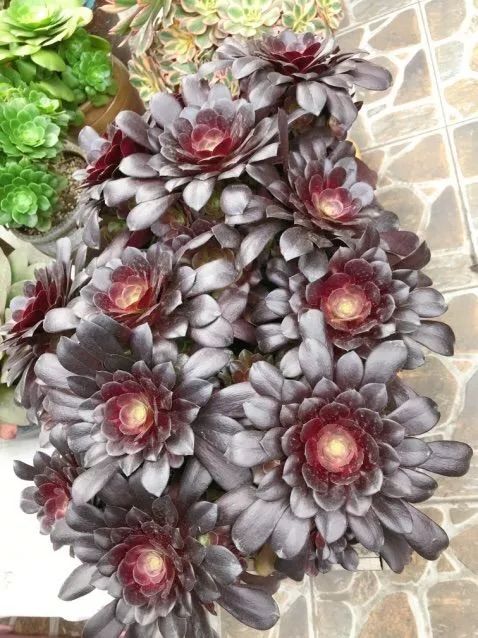 闲聊多肉大军四川“兵团”川南支队养肉记！