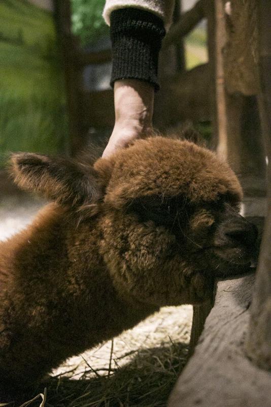 漫游乐动运动嘉年华沧州,漫游乐动运动嘉年华免费