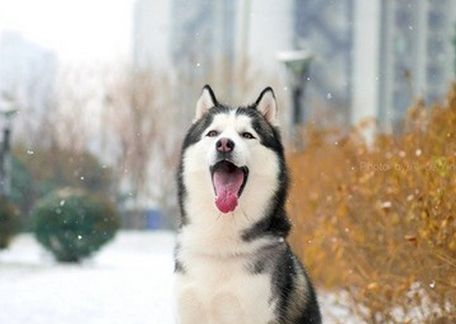 哈士奇的生活习性和饲养方法,哈士奇幼犬饲养注意事项有哪些