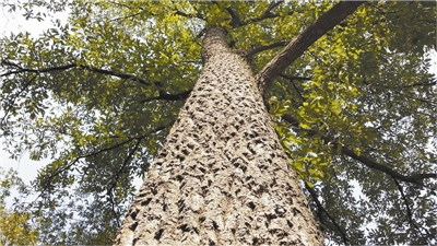 橡树，你有的不只是铜枝铁干
