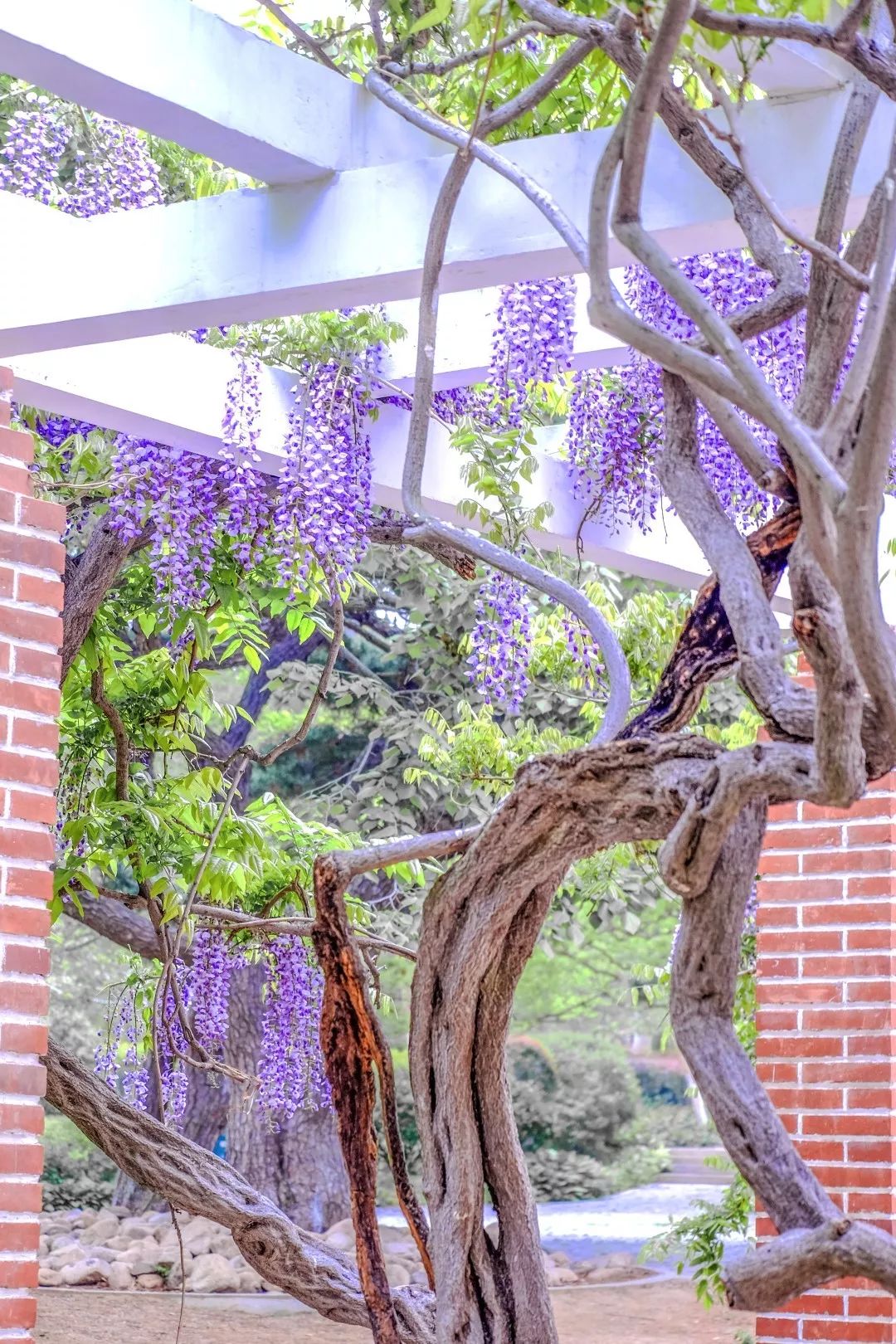 闈掑矝缁濈編鐎戝竷,闈掑矝绱壊鐎戝竷