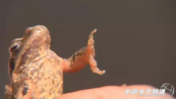 养林蛙的十大忠告,林蛙养殖前景南方养林蛙