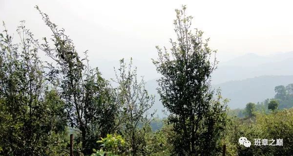 品一杯香茗赏千古美文,品一杯香茗感受诗和远方