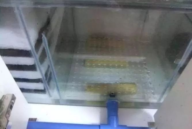 1.5米生态缸的用料及造景,1.2米的缸适合做什么缸