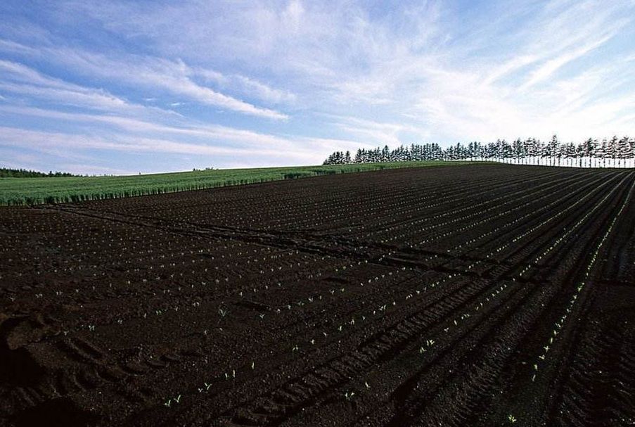 拿什么拯救你的自己,拿什么拯救你歌曲