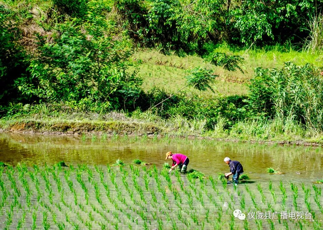 插秧感人的经历,插秧是一年中最重要的事儿