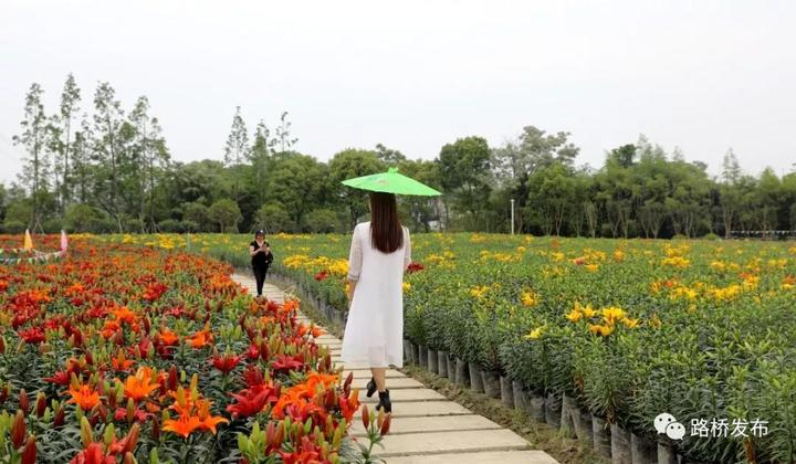 “百合节”开园｜100亩七彩花田，1000000株百合花，等你来