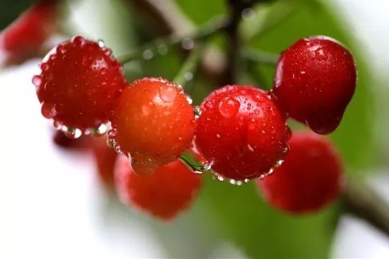 西安樱桃采摘全攻略,西安樱桃采摘时间表