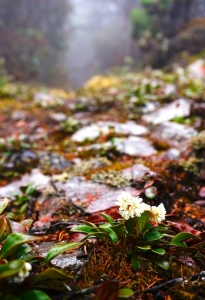 春山鸟空啼,春山空啼鸟