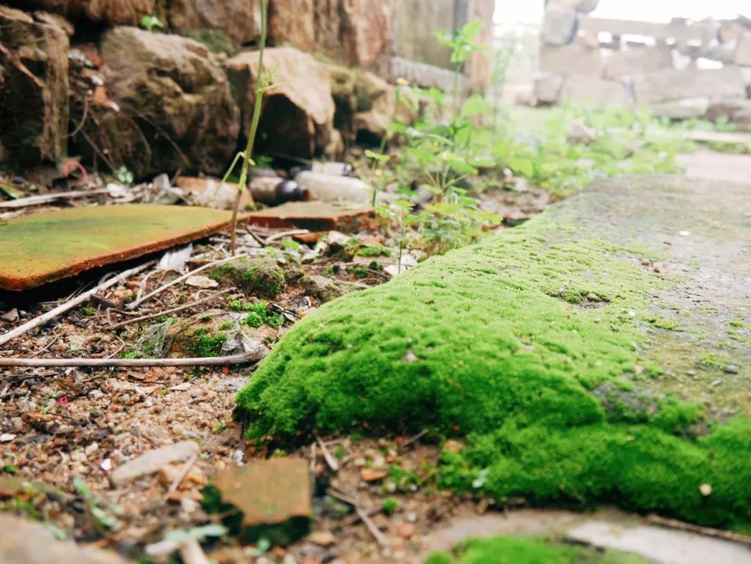 鏉ヨ嚜闂藉崡璇殑鑻辫璇嶆眹,鏀跺綍闂藉崡璇殑鑻辫璇嶆眹