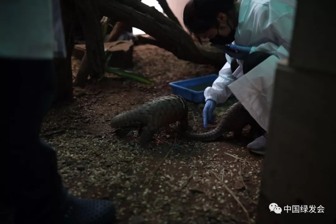 蜱虫黑虫,蜱虫天敌红蚂蚁