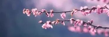 每日好诗竹笋,每日好诗大全