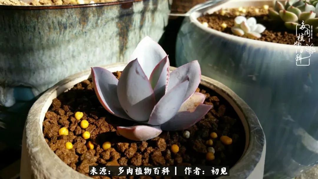 从开始养多肉就对多肉疯狂热爱,多肉美肉控养方法