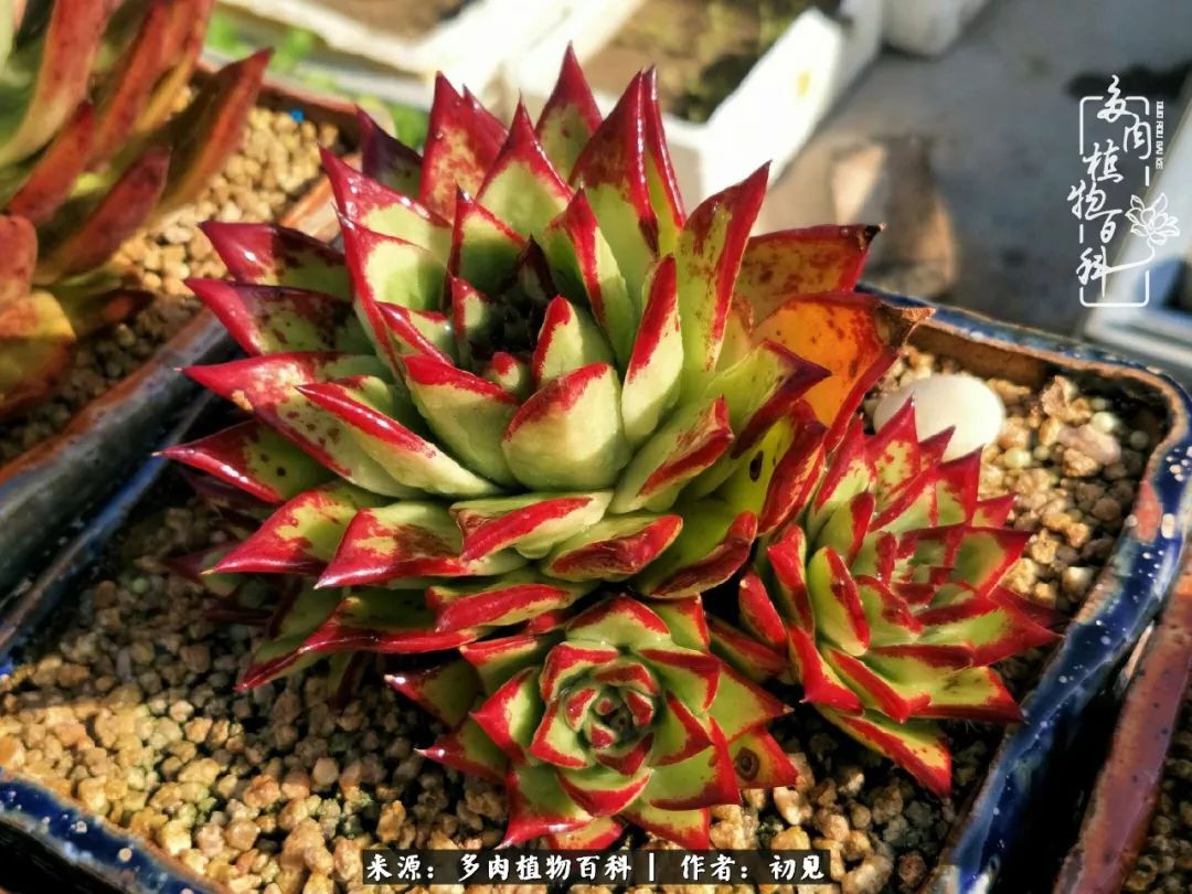 从开始养多肉就对多肉疯狂热爱,多肉美肉控养方法