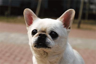 电子犬牌,电子犬证怎么办理