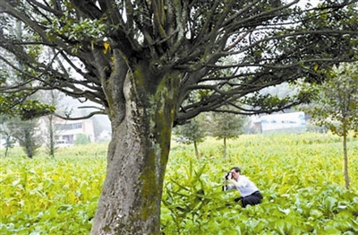 茶是一片神奇树叶,东方树叶和我们平常泡的茶